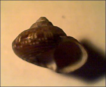 Gibbula da determinare 2